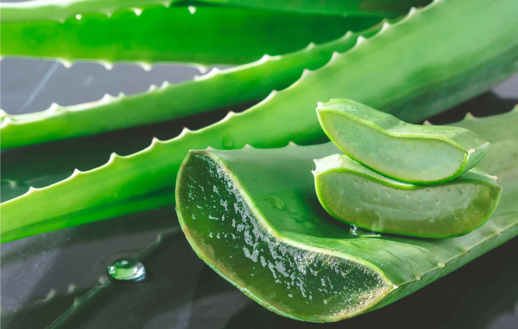 6 Excellent Benefits Of Aloe Vera