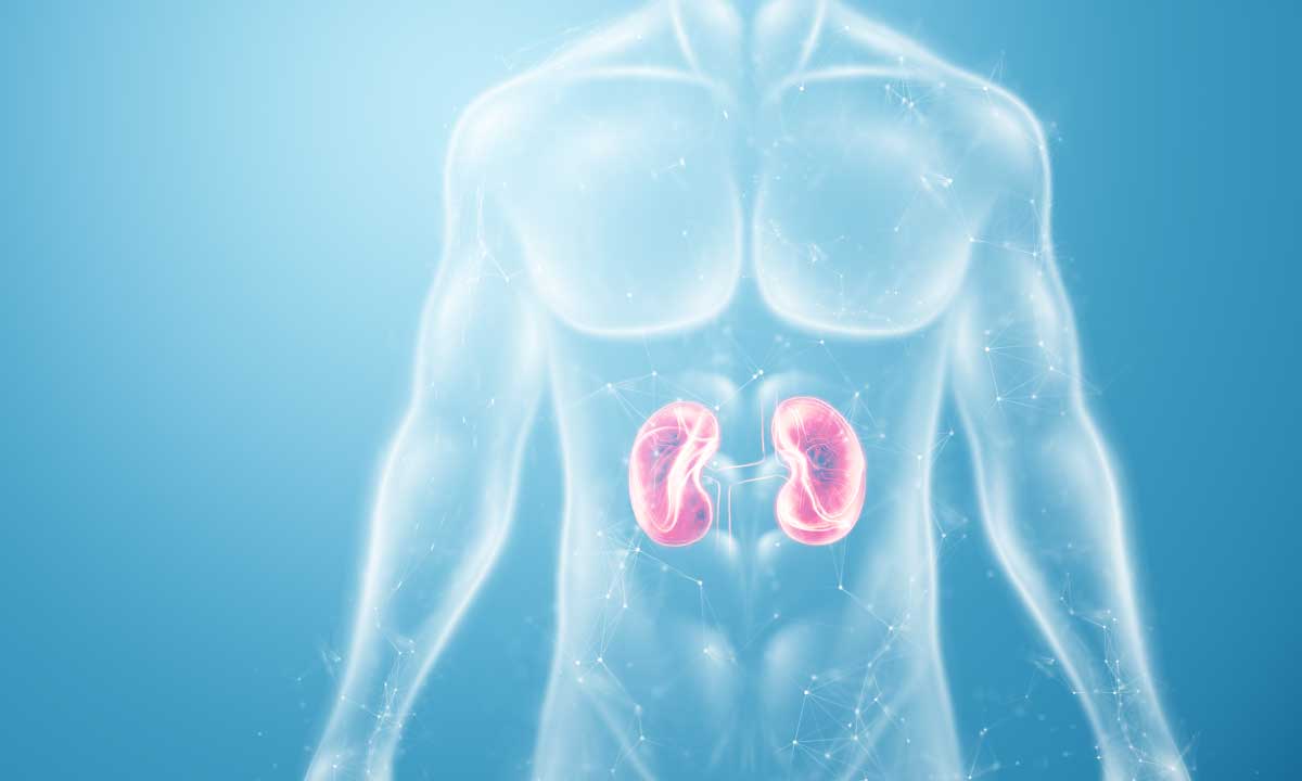 Renal Transplantation Procedure: Things You Need To Know