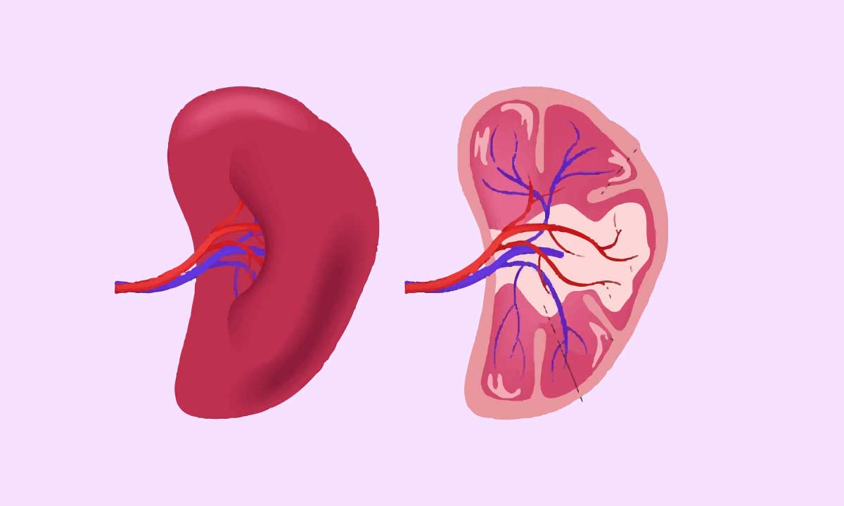 Anatomy And Functions Of Spleen: Things You Need To Know !