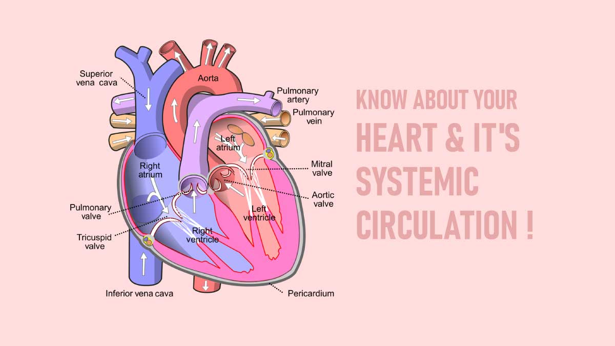 Know about Your Heart And It’s Systemic Circulation !